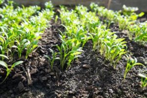 Koriander – Ursprung, Anwendung und Wirkung der Pflanze im Überblick